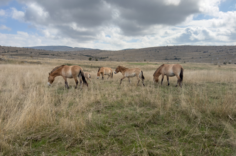 Détail de l’assemblage en pierre sèche – granit corse